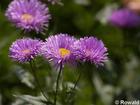 P6252876; © Rowald; Planten und Bloomen; Planten und Bloomen / Walla...; Profil: Rowald;