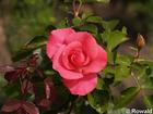 P6252883; © Rowald; Planten und Bloomen; Planten und Bloomen / Walla...; Profil: Rowald;