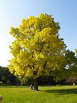 yellow tree - _9230485; Profile: Rowald; 