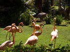 Flamingos;  Waikiki, Oahu, Hawaii, USA; Profile: Rowald; 