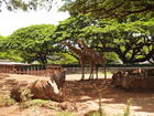 Nashorn unnd Giraffen