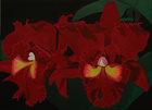 Cattleya; 50 x 70 cm; EUR 125,-; Profile: Gitta;