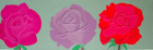 Rosenblühen; 30 x 90 cm; EUR 120,-; Profile: Gitta;