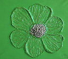 Tithonie.Green; 30 x 25 cm; EUR 40,-; Profile: Gitta; 